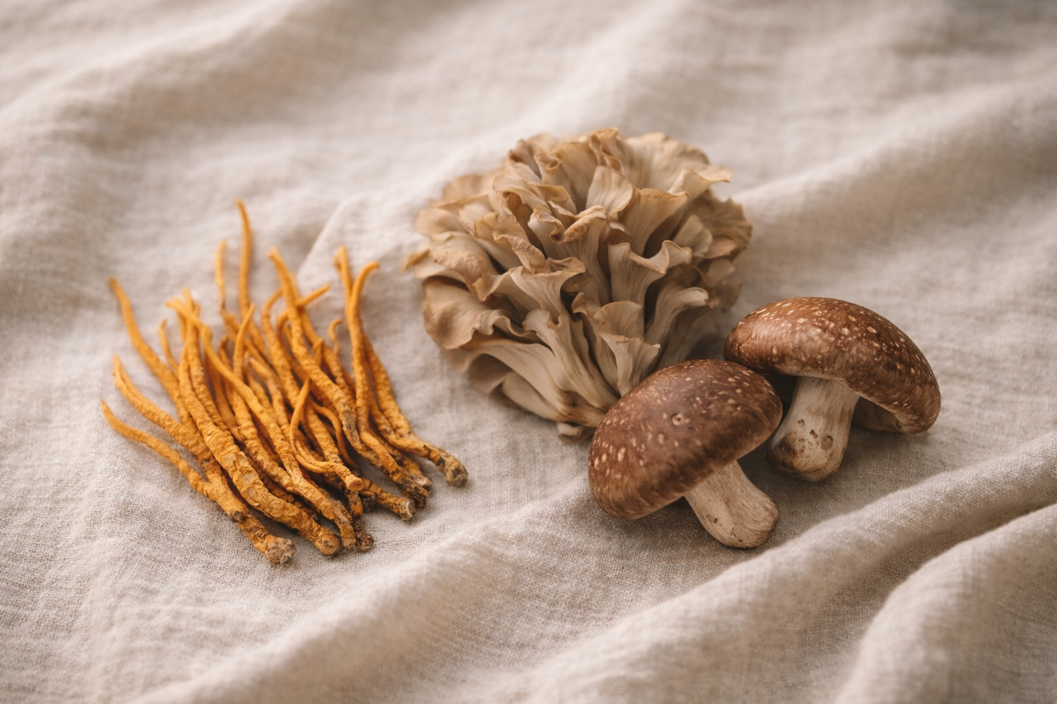 Cordyceps, Maitake et Shiitake disposés sur textile naturel, illustrant les traditions de vitalité.